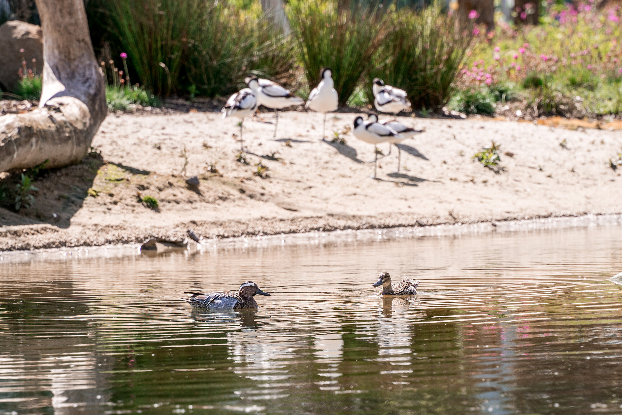 Ducks in wetland aviary attraction